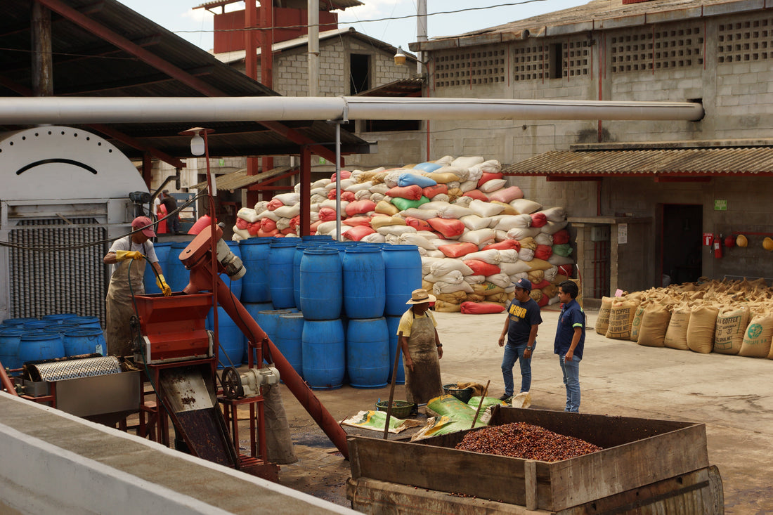 Understanding Coffee Processing: How It Shapes Your Cup