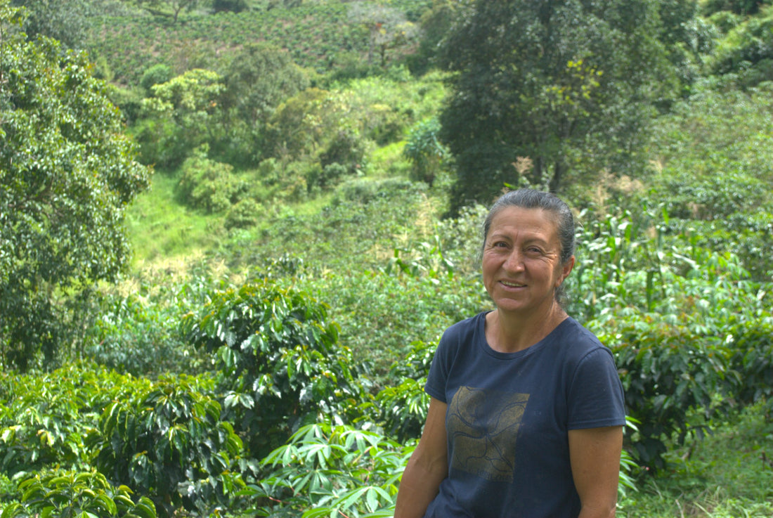 NEW Colombia Coffee: From Family Farm to Your Cup